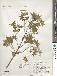 Acer truncatum image