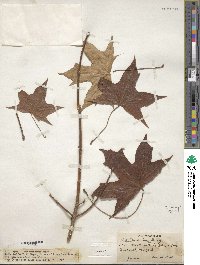 Acer truncatum image