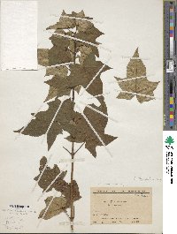 Acer truncatum image