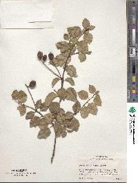 Prunus ilicifolia image