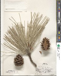 Pinus ponderosa image