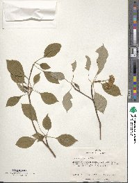 Cornus alternifolia image