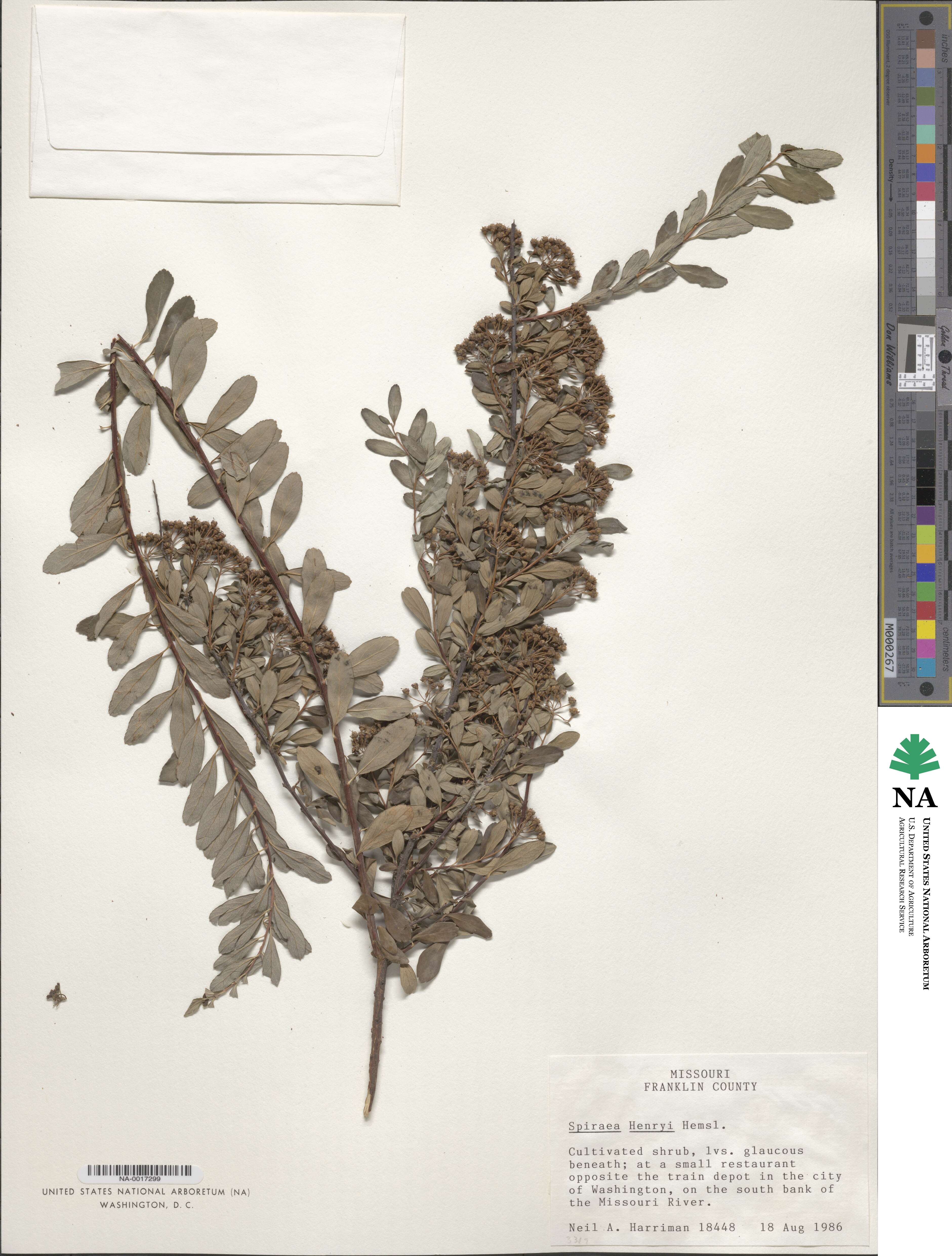 Spiraea henryi image