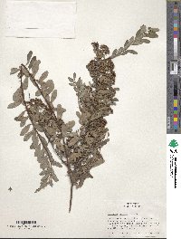 Spiraea henryi image