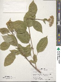 Hydrangea anomala image