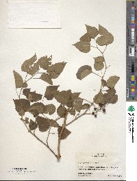 Ampelopsis cordata image