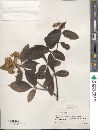 Viburnum nudum image