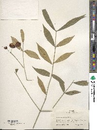 Euonymus americanus image