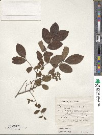 Vaccinium stamineum image