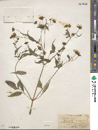 Image of Bidens frondosa