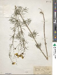 Coreopsis verticillata image