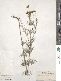 Coreopsis verticillata image