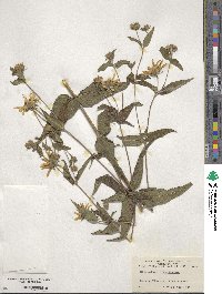 Helianthus divaricatus image