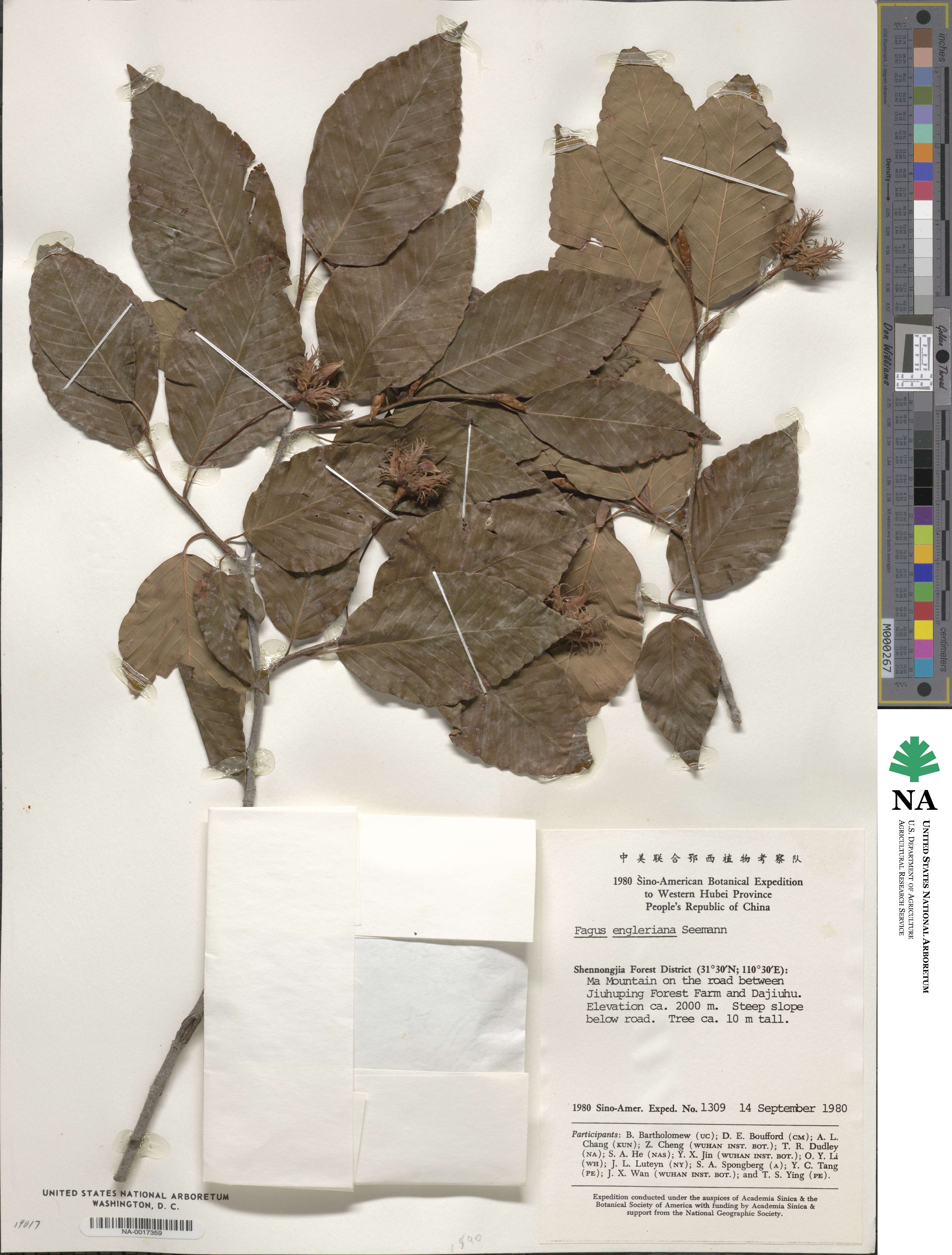 Fagus engleriana image