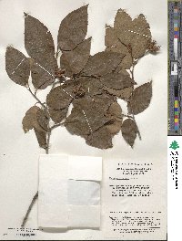 Fagus engleriana image