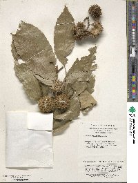 Castanea mollissima image