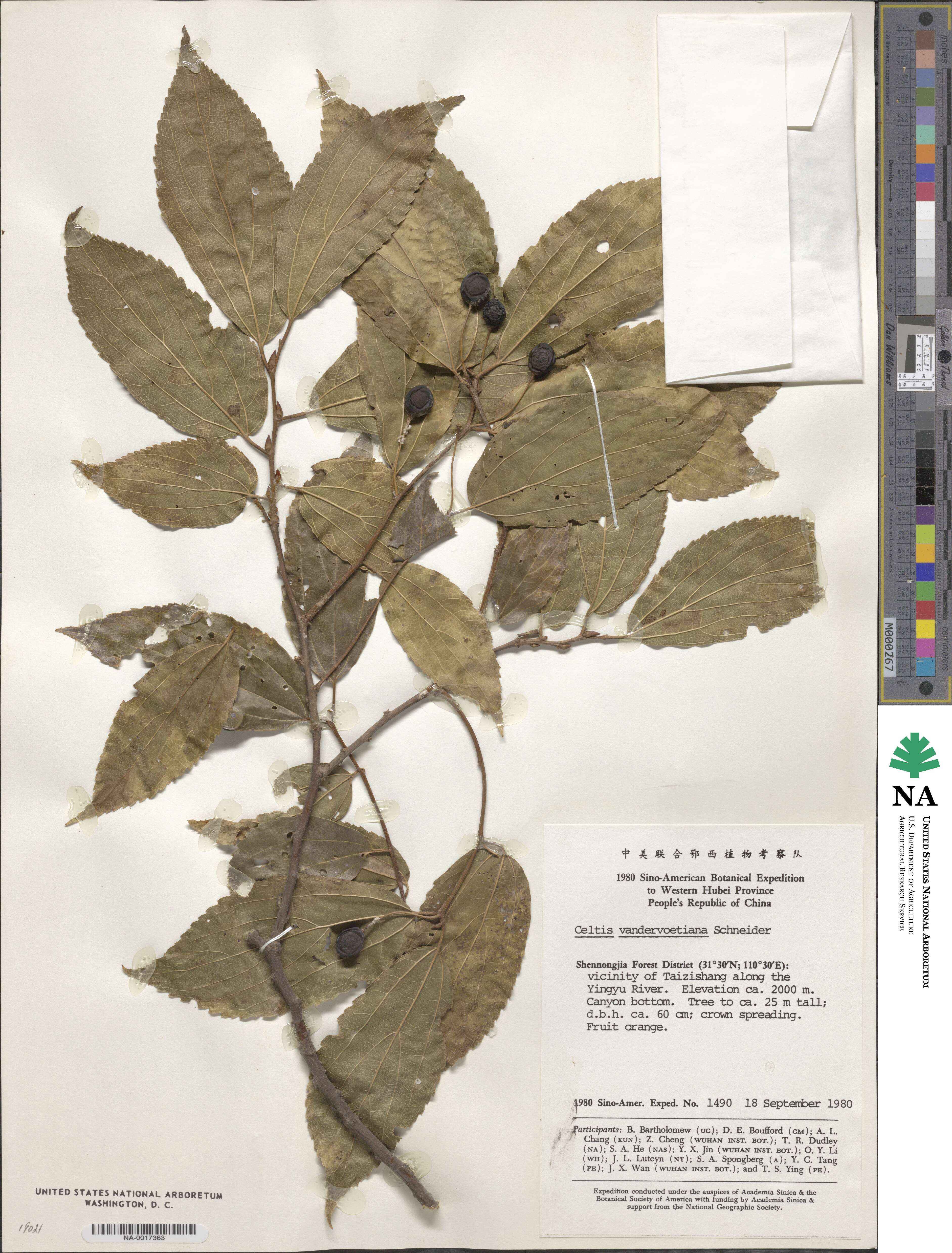 Celtis vandervoetiana image