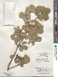 Quercus spinosa image