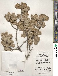 Quercus spinosa image