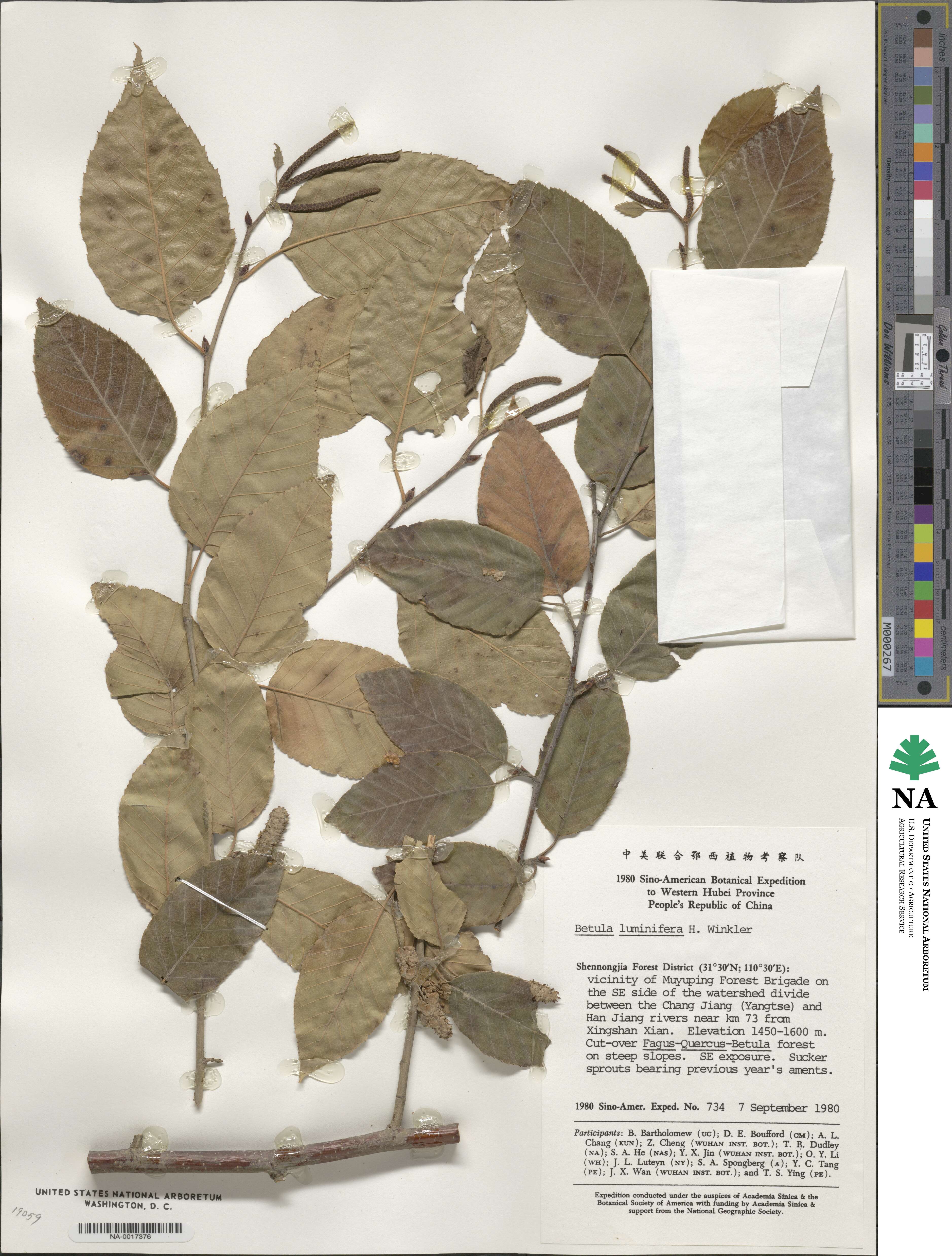 Betula luminifera image