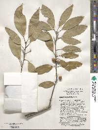 Quercus myrsinifolia image