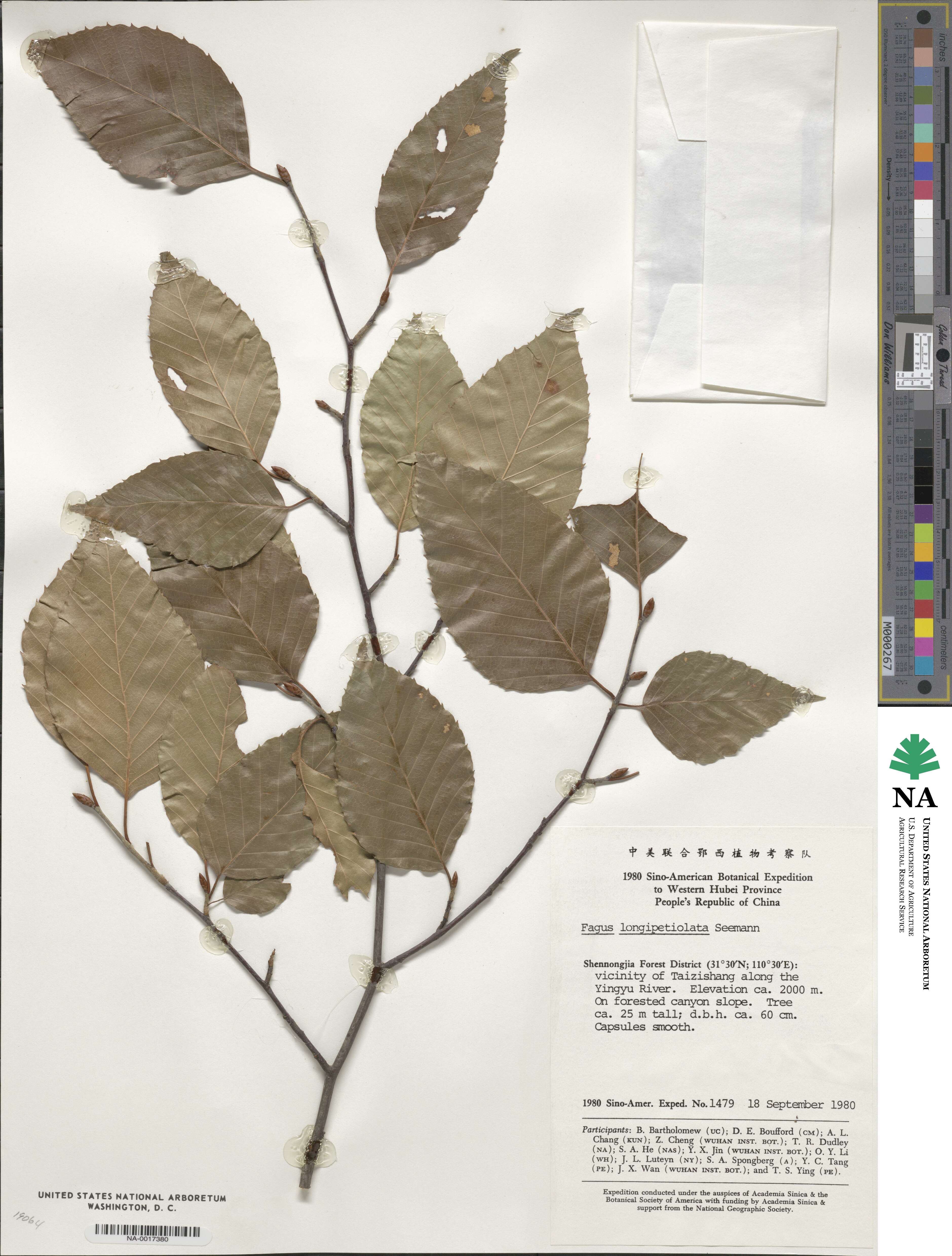 Fagus sinensis image