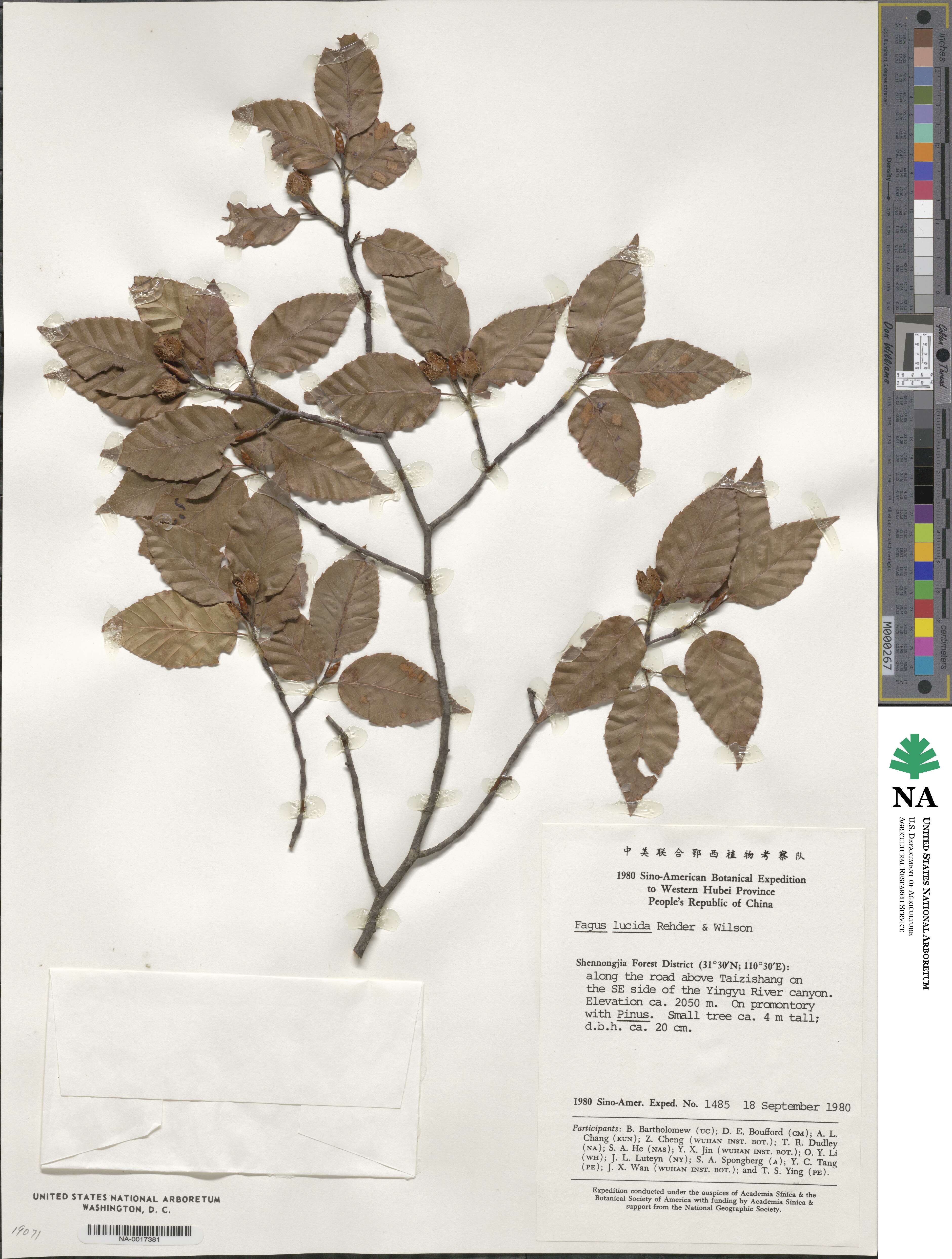 Fagus lucida image