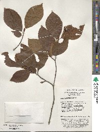 Fagus engleriana image