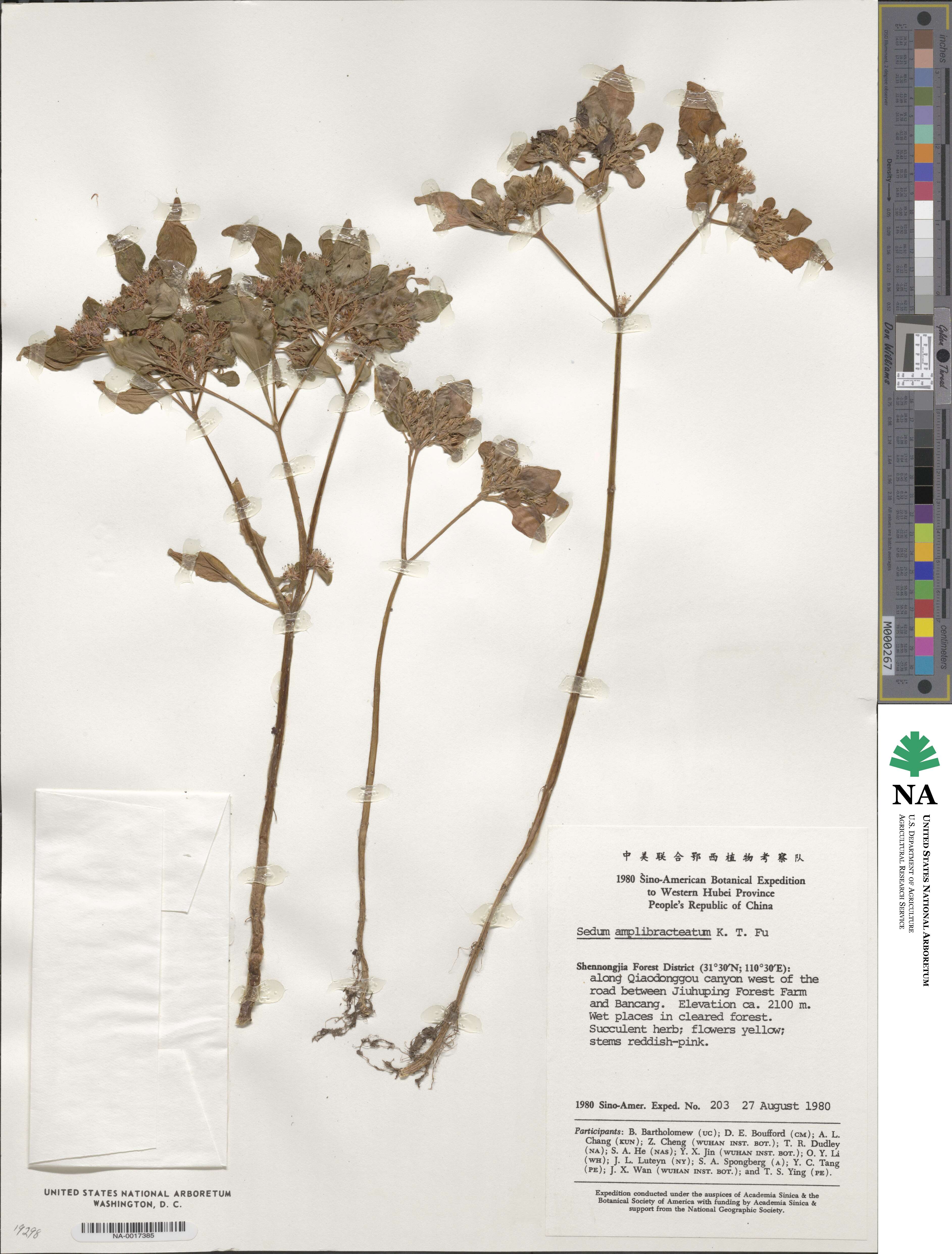 Sedum oligospermum image