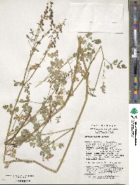 Corydalis davidii image