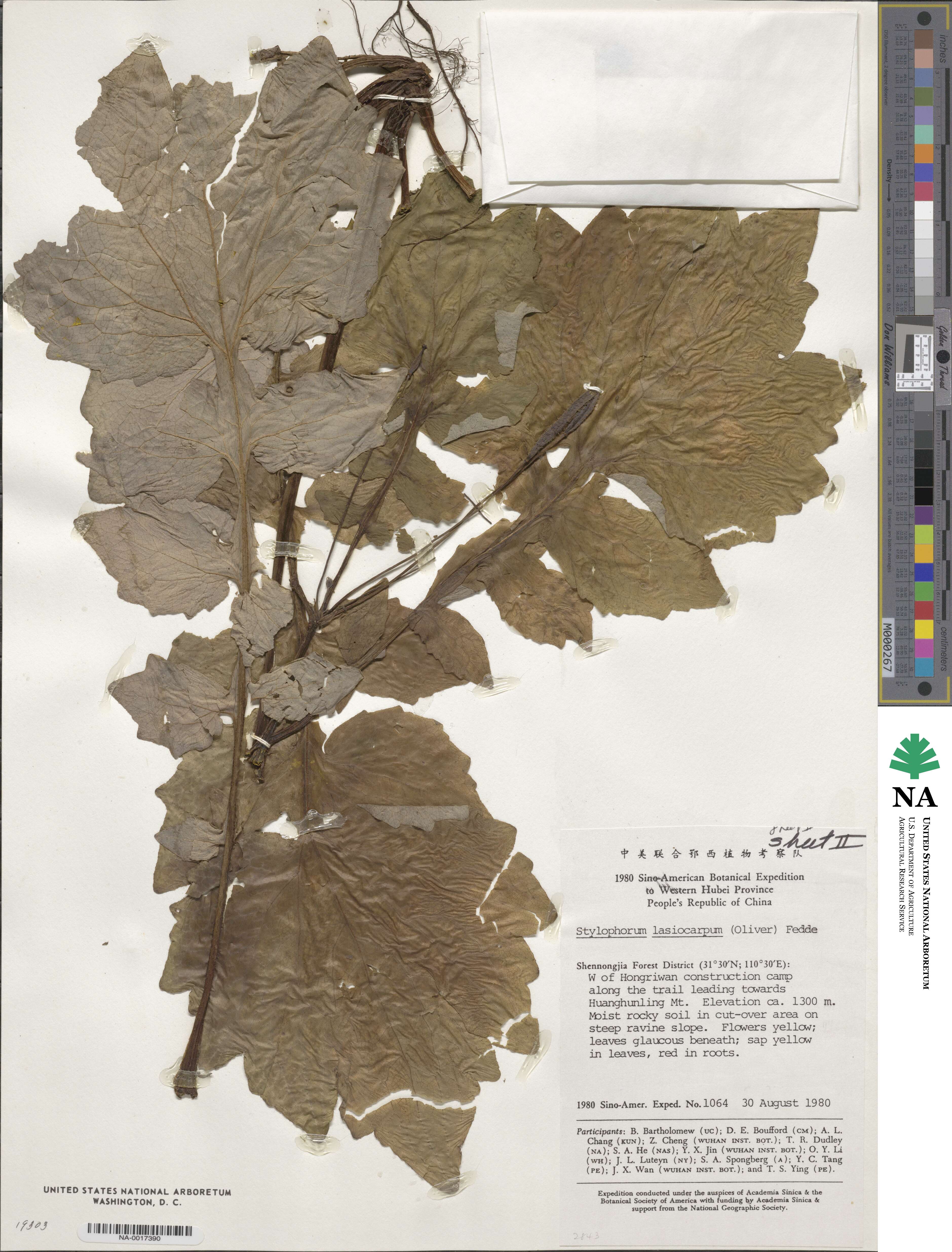 Stylophorum lasiocarpum image