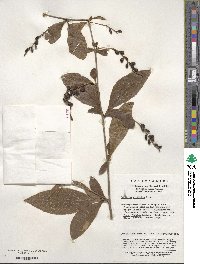 Berberis subsessiliflora image