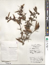 Berberis sargentiana image