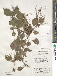 Boehmeria japonica image