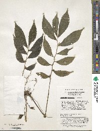 Image of Elatostema ichangense