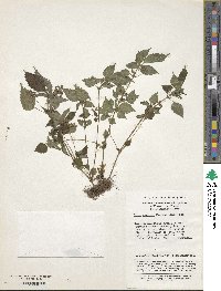 Achudemia japonica image