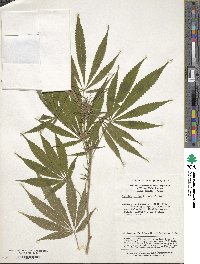 Image of Cannabis sativa