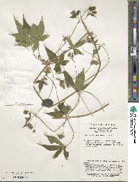 Humulus scandens image