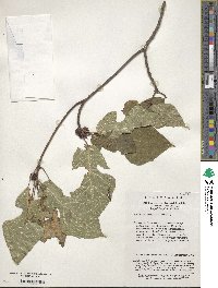 Ficus heteromorpha image