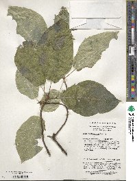 Ficus heteromorpha image