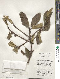 Ficus heteromorpha image