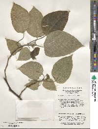 Broussonetia papyrifera image