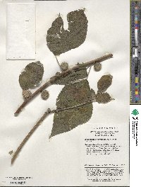 Broussonetia papyrifera image