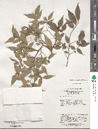 Image of Zelkova sinica