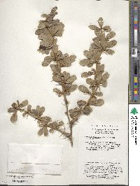 Berberis circumserrata image