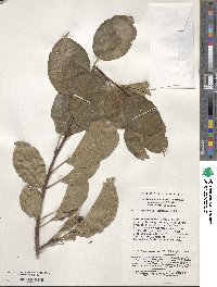 Malus hupehensis image