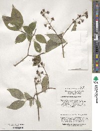 Image of Philadelphus sericanthus