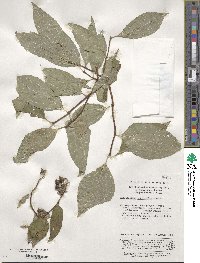 Philadelphus sericanthus image