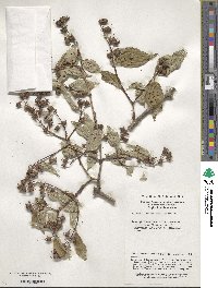 Philadelphus sericanthus image