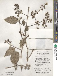 Philadelphus incanus image